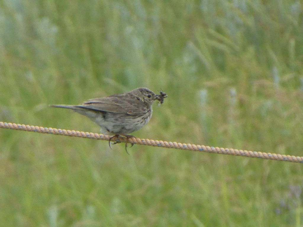 Alaudidae?  No, Motacillidae: Pispola (Anthus pratensis)